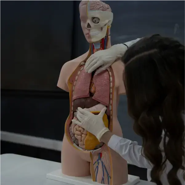 Anatomia Humana - 6 meses