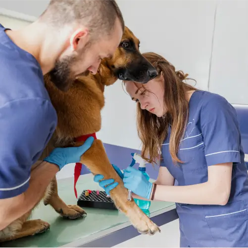 Patologias Veterinárias - 6 meses