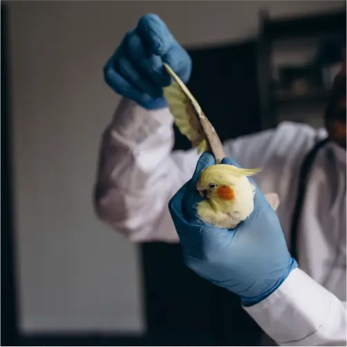 Fisiologia Dos Sistemas Estruturais Dos Animais - 6 meses